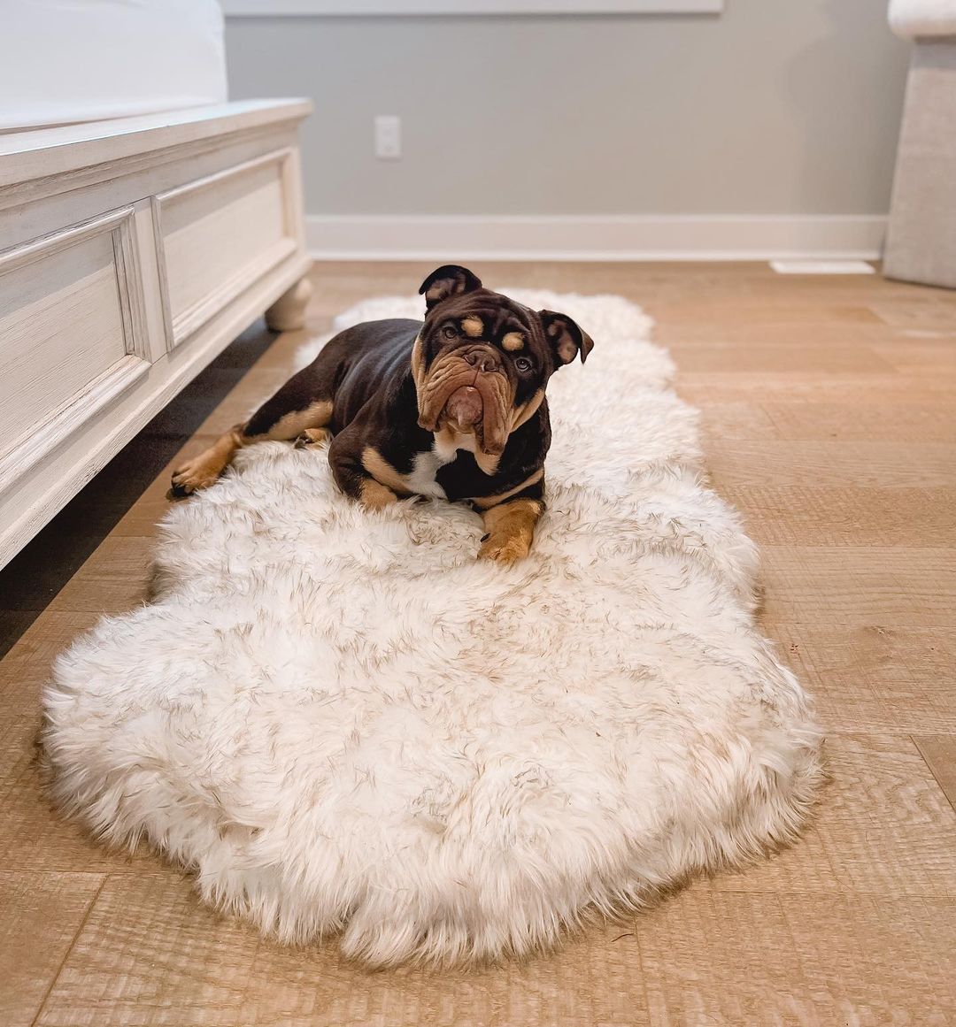 PupRug® Runner Faux Fur Memory Foam Dog Bed - Curve White with Brown Accents