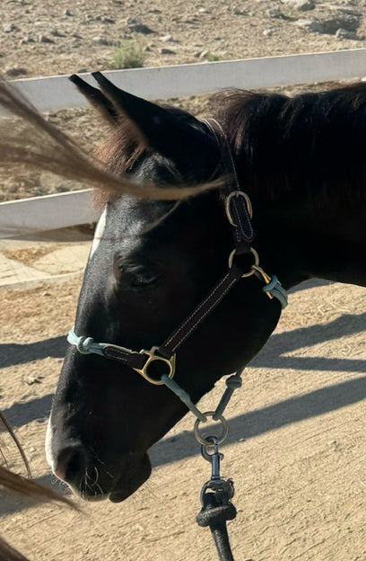 ***USED***The Horse Education Company Weanling Halter
