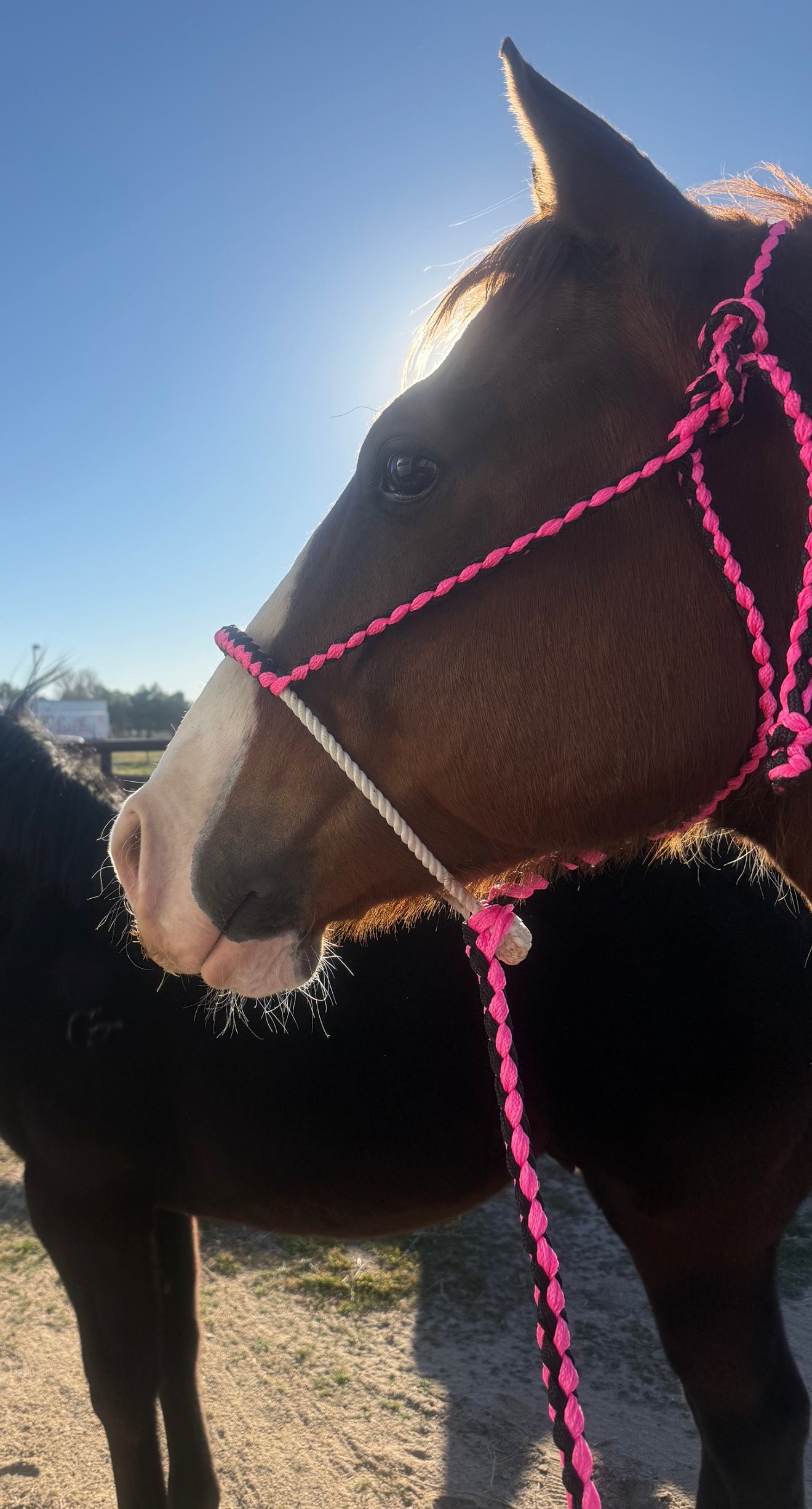Rodeo Drive Pink and Black Lariat Noseband Mule Tape Halter