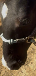 ***USED***The Horse Education Company Weanling Halter