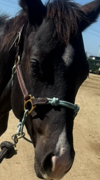 ***USED***The Horse Education Company Weanling Halter